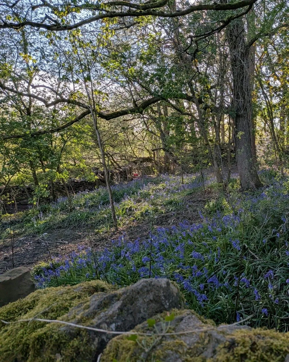 Bluebells in a sunlit wood beside a mossy stone wall