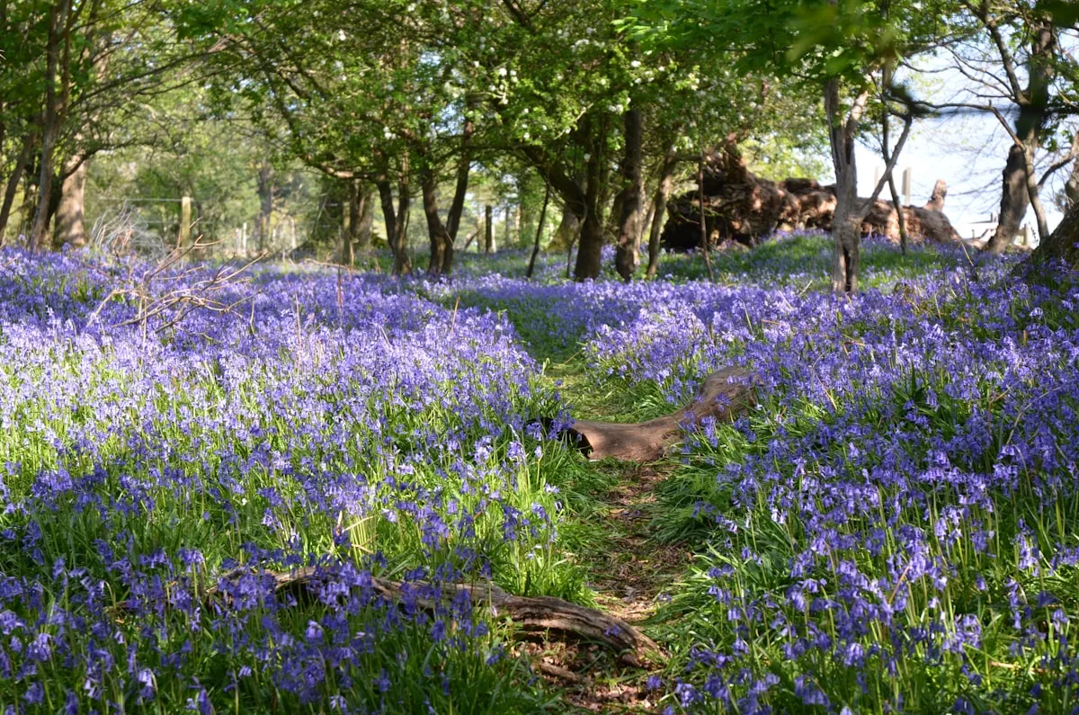 A woodland carpeted in bluebells