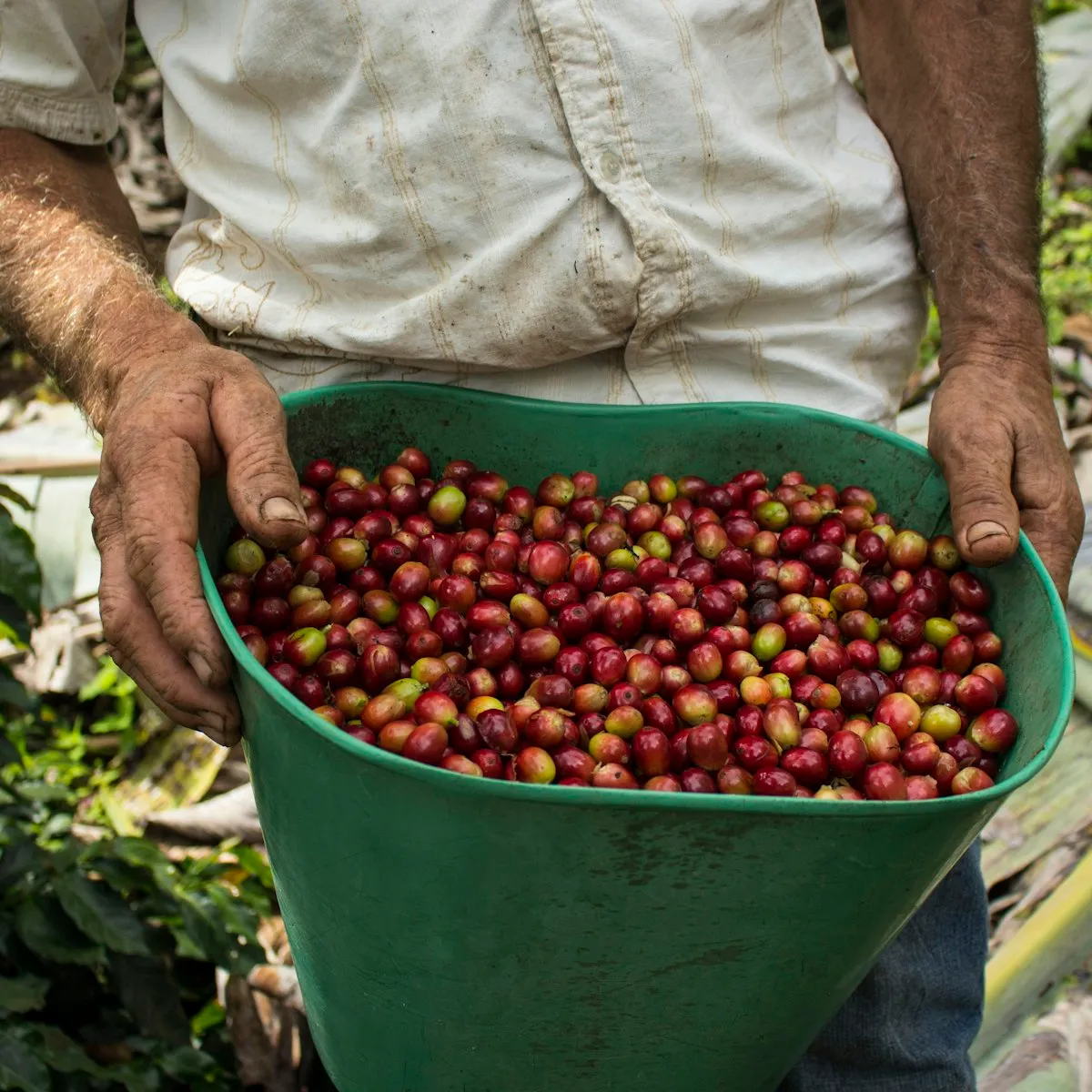 A farmer holding a bucket full of ripe red coffee cherries