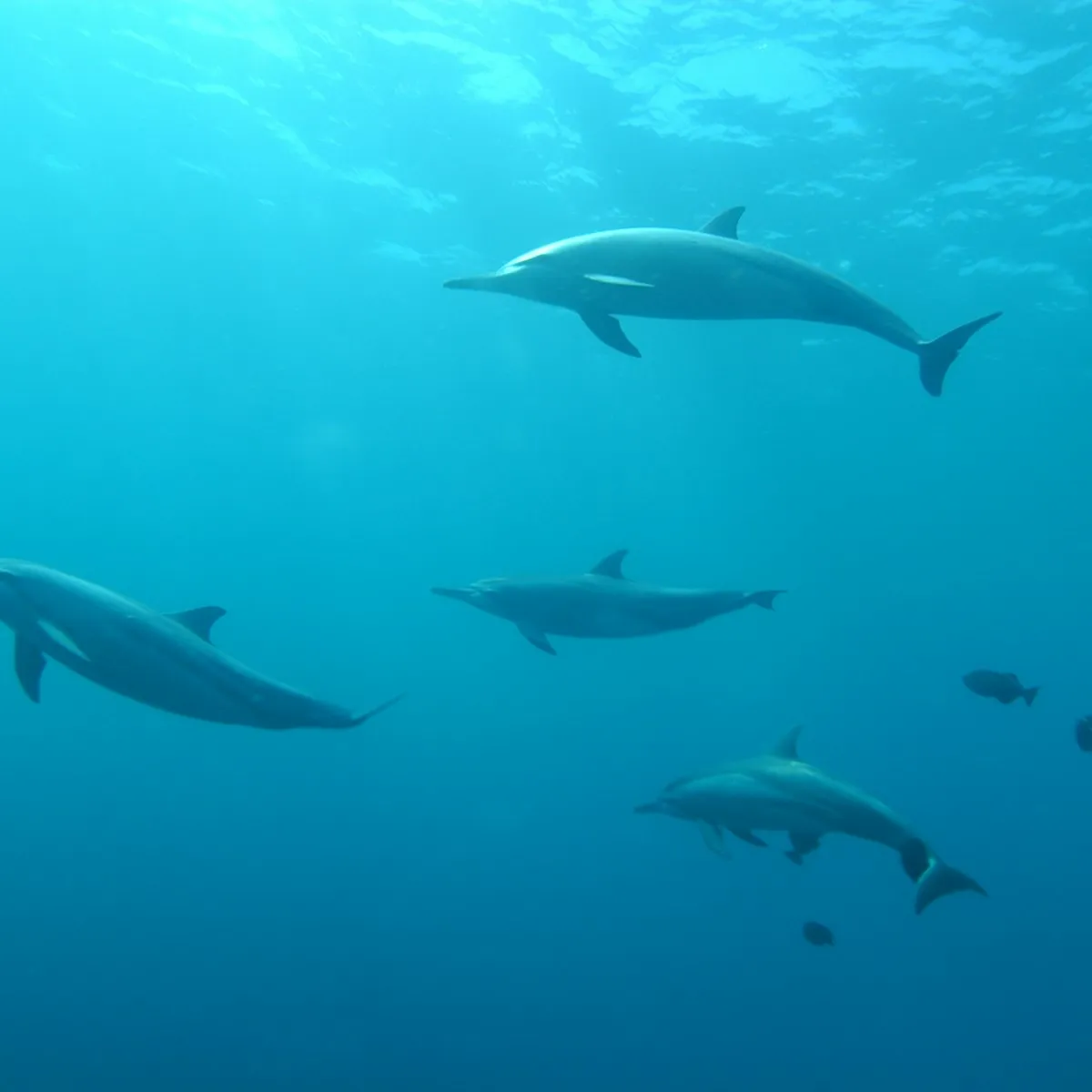 A pod of dolphins swimming underwater in clear blue sea