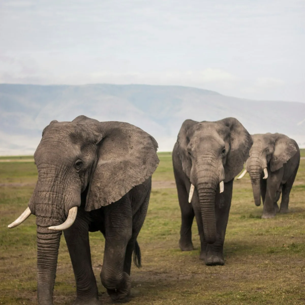 Three African elephants walking across open grassland towards the camera