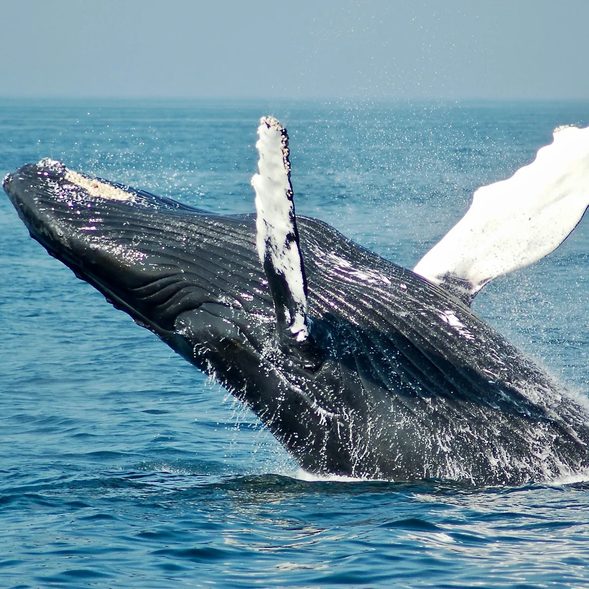 A humpback whale breaching out of a deep blue ocean