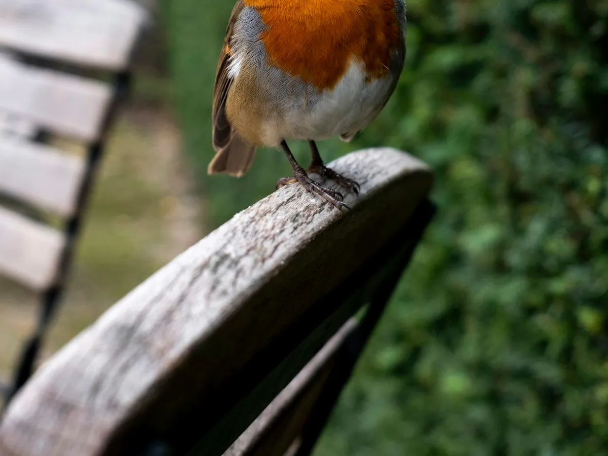 A robin perched on the arm of a wooden bench