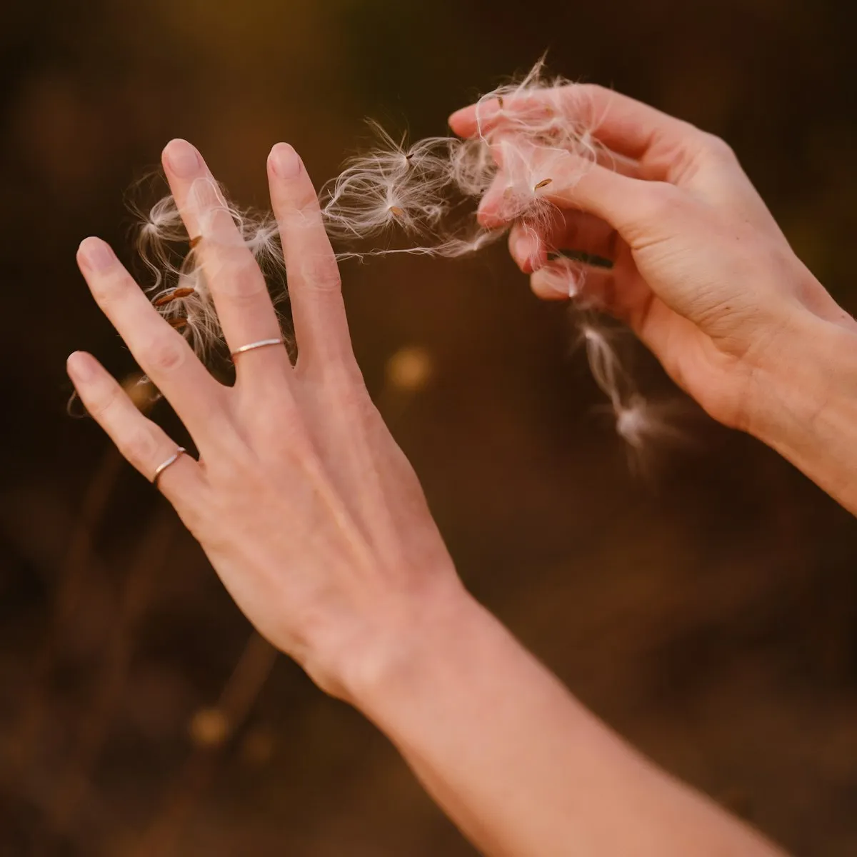 Hands gently holding a cluster of fluffy milkweed seeds