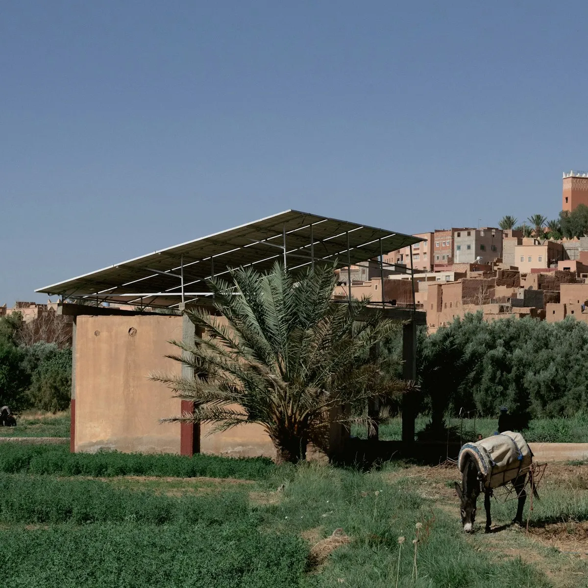 A solar panel canopy beside palm trees and farmland in a Moroccan village