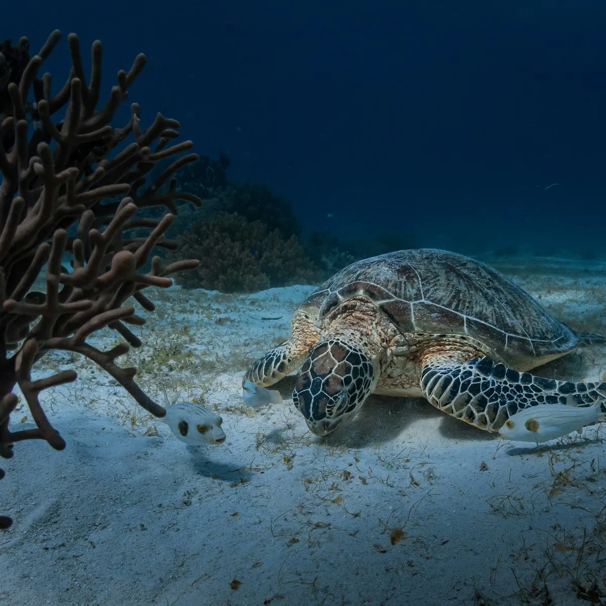 A sea turtle resting on the sandy seabed beside a coral