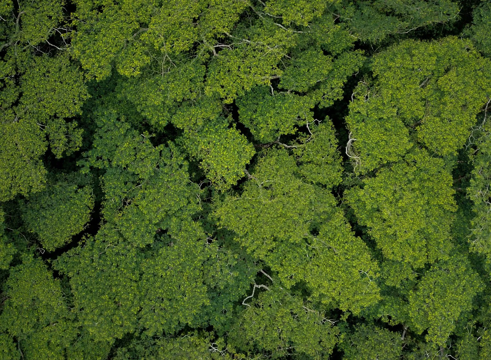Aerial view of a lush green forest canopy, showing tangible, growing impact.