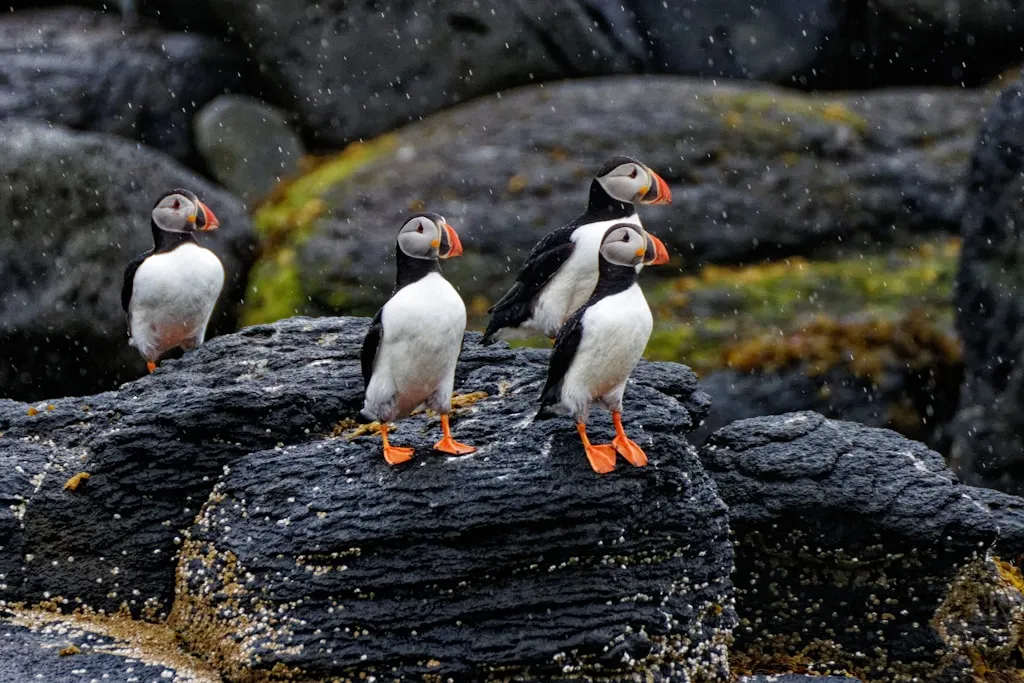Five puffins standing on dark coastal rocks